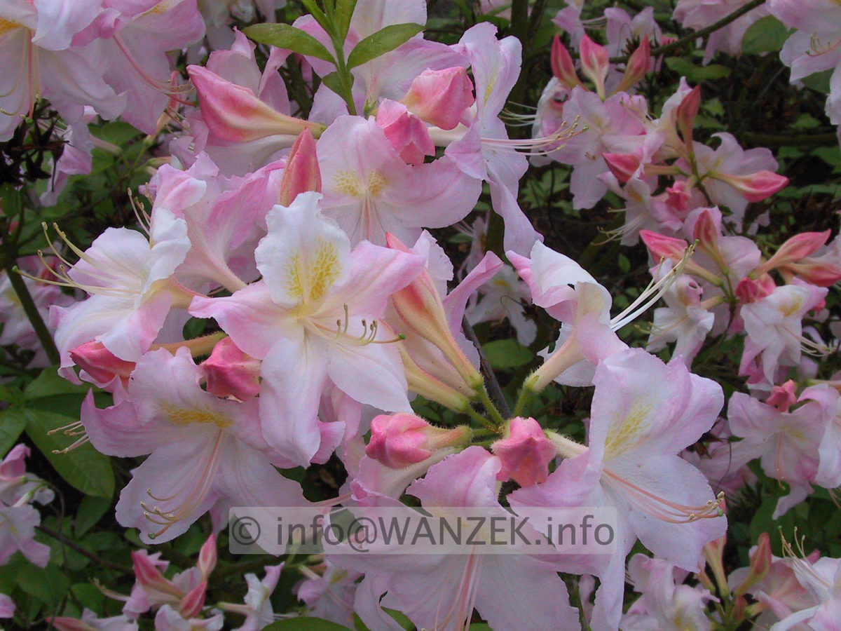 Azalea mollis x sinensis Apple Blossom.JPG
